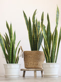 Planta Natural Sansevieria