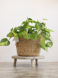 Planta Natural Filodendro Colgante